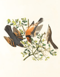 Fames id eget molestie